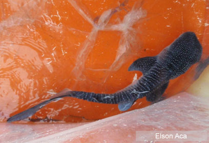 צילום: WWF-Philippines