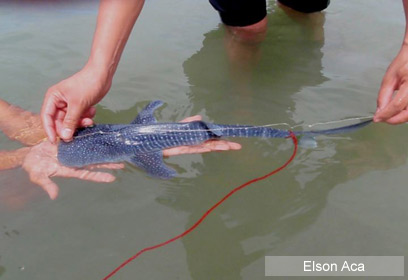 צילום: WWF-Philippines