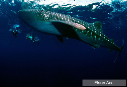 צילום: WWF - Canon