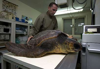 צילום: רויטרס