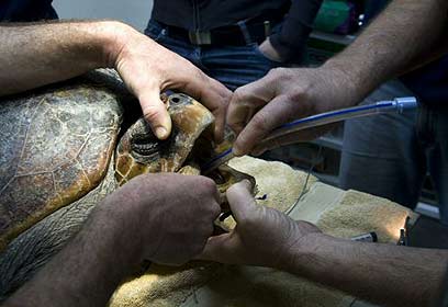 צילום: רויטרס