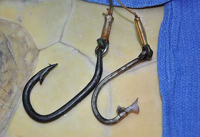 צילום: יניב לוי, רשות הטבע והגנים