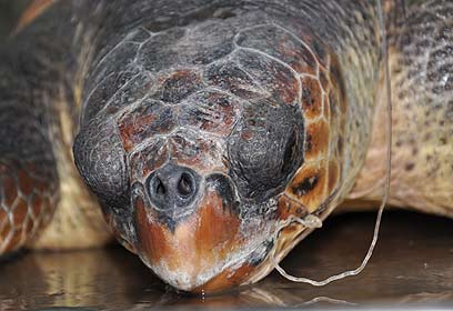 צילום: יניב לוי, רשות הטבע והגנים