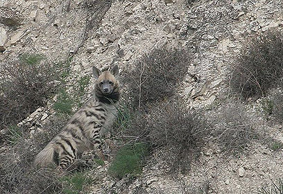 צילום: ליאור כסלו צילום: ליאור כסלו