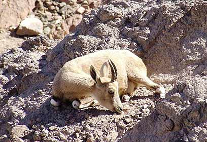 צילום: שירי בירן, רשות הטבע והגנים