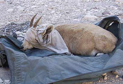 צילום: שירי בירן, רשות הטבע והגנים