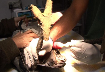 צילום: רועי גזית