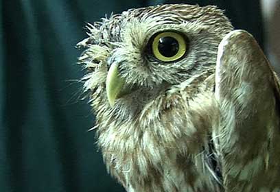 צילום:  רועי גזית