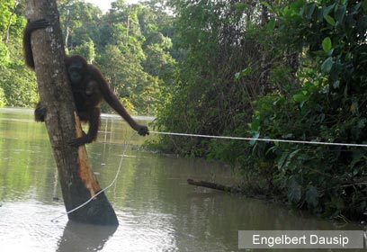 צילום: WWF-Malaysia