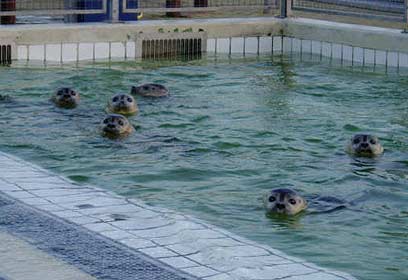 צילום: SRRC Lenie 't Hart צילום: SRRC Lenie 't Hart