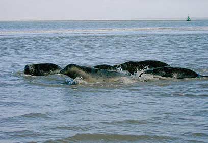 צילום: SRRC Lenie 't Hart