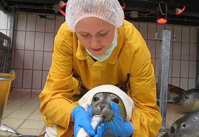 צילום: SRRC Lenie 't Hart צילום: SRRC Lenie 't Hart