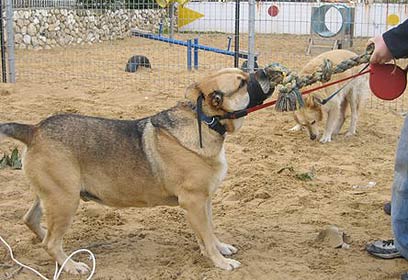 צילום: רקפת דפני-מן צילום: רקפת דפני-מן