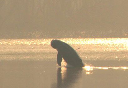 צילום: Wildlife Conservation Society צילום: Wildlife Conservation Society