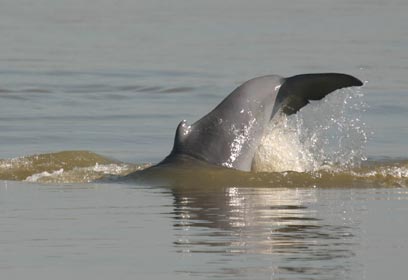 צילום: Wildlife Conservation Society