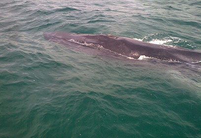 צילום: רוני רביב