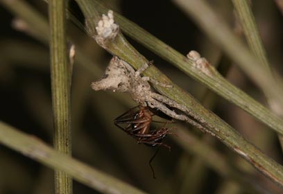 צילום: עמיר וינשטיין