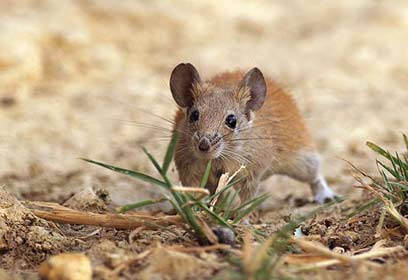 צילום: יואב פרלמן , החברה להגנת הטבע