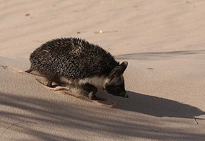 צילום: ליאור כסלו