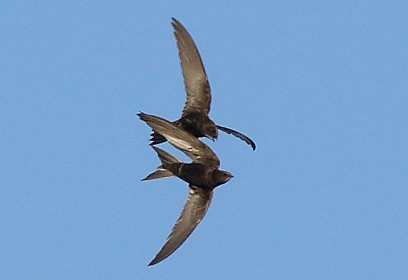 צילום: אמיר בן-דב