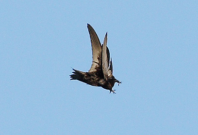 צילום: אמיר בן-דב