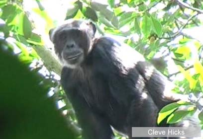 צילום: Cleve Hicks