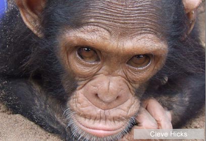 צילום: Cleve Hicks