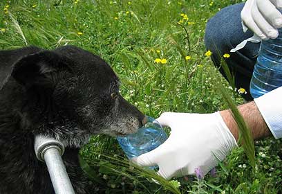 צילום:  אלישבע סבו