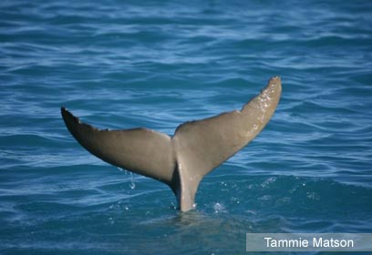 צילום: Tammie Matson