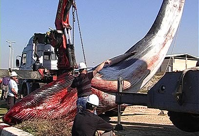 צילום: יהונתן צור