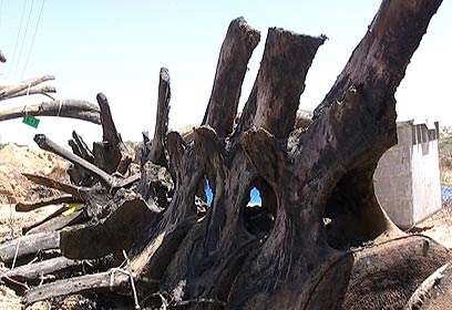 צילום: ארז ארליכמן