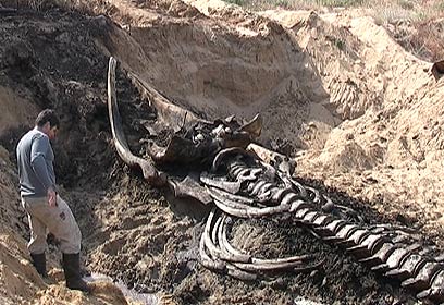 צילום: ארז ארליכמן