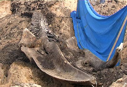 צילום: ארז ארליכמן