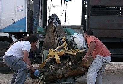 צילום: ארז ארליכמן