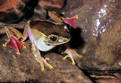 צילום: Miguel Vences & Frank GFlaw