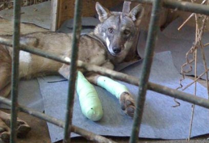 צילום: ארז ארליכמן צילום: ארז ארליכמן