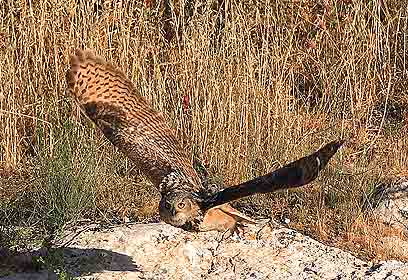 צילום: עזרא חדד