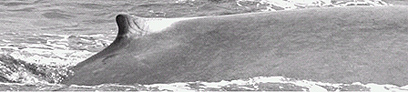 צילום: cascadiaresearch צילום: cascadiaresearch
