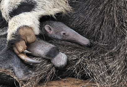 צילום: טיבור יגר