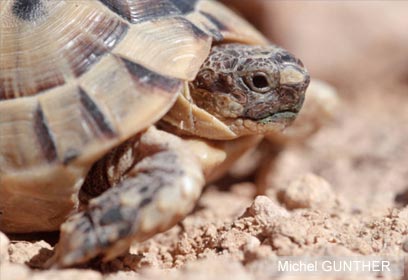 צילום: WWF-Canon