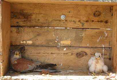 צילום: ביל וודלי, רמת הנדיב