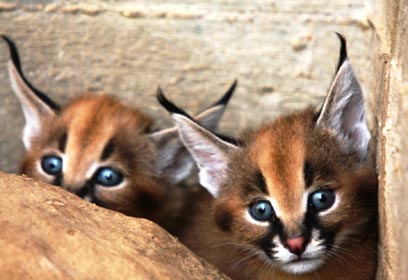 צילום: שי קבסה, רשות הטבע והגנים צילום: שי קבסה, רשות הטבע והגנים