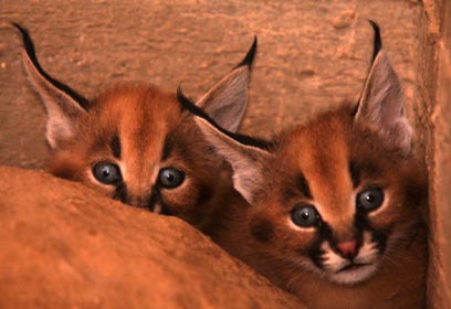 צילום: שי קבסה, רשות הטבע והגנים צילום: שי קבסה, רשות הטבע והגנים