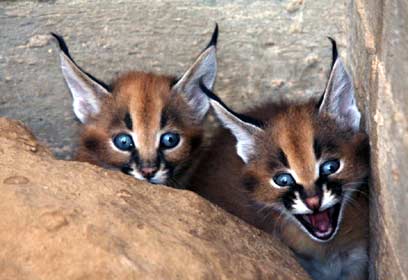 צילום: שי קבסה, רשות הטבע והגנים צילום: שי קבסה, רשות הטבע והגנים