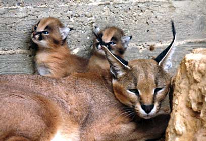 צילום: שי קבסה, רשות הטבע והגנים צילום: שי קבסה, רשות הטבע והגנים