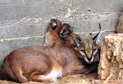 צילום: שי קבסה, רשות הטבע והגנים צילום: שי קבסה, רשות הטבע והגנים