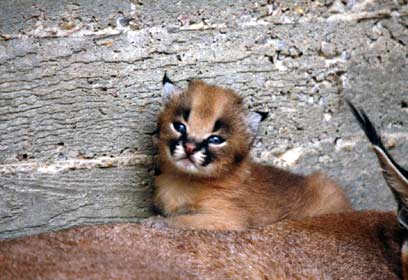 צילום: שי קבסה, רשות הטבע והגנים צילום: שי קבסה, רשות הטבע והגנים