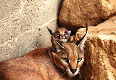 צילום: שי קבסה, רשות הטבע והגנים צילום: שי קבסה, רשות הטבע והגנים
