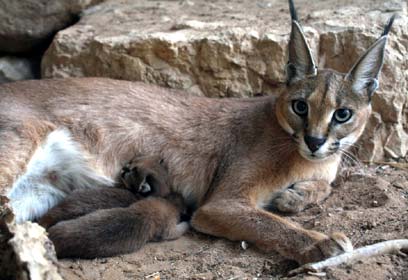 צילום: שי קבסה, רשות הטבע והגנים צילום: שי קבסה, רשות הטבע והגנים