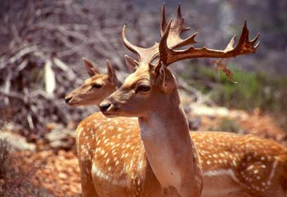 צילום: דורון ניסים,רשות הטבע והגנים צילום: דורון ניסים,רשות הטבע והגנים